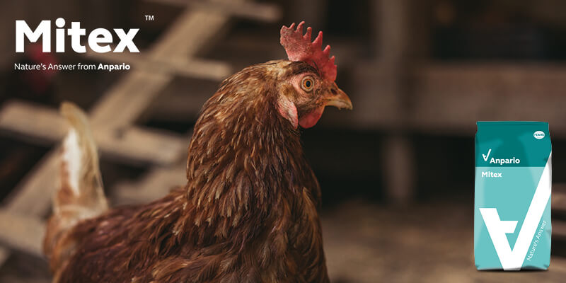 Technical Tip: Mitex Application in Poultry Systems 